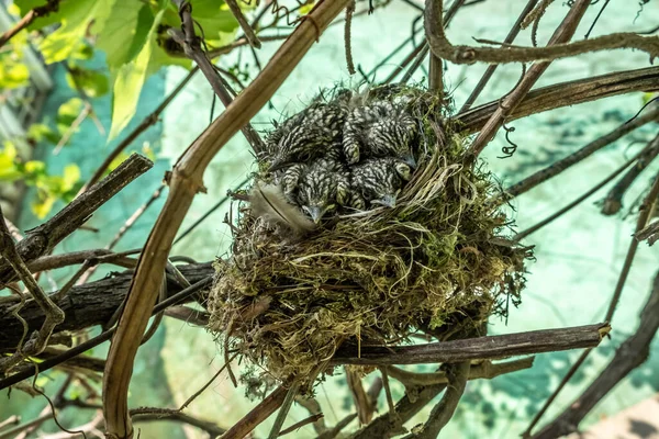 Fliegenfänger Küken Nest Eine Brut Von Küken Wird Allmählich Mit — Stockfoto