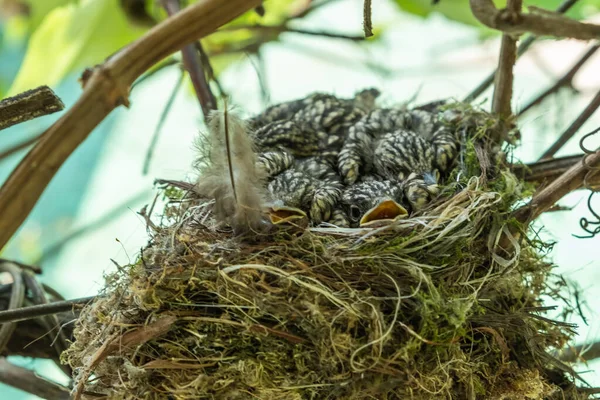 Fliegenfänger Küken Nest Eine Brut Von Küken Wird Allmählich Mit — Stockfoto