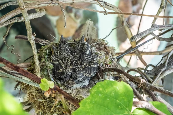 Fliegenfänger Küken Nest Eine Brut Von Küken Wird Allmählich Mit — Stockfoto