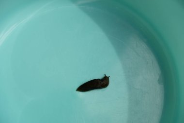 Kahverengi sümüklü böcek, midye sınıfı gastropodlar. Salyangoz, kabuğu olmayan bir salyangozdur..