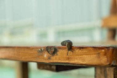 Kahverengi sümüklü böcek, midye sınıfı gastropodlar. Salyangoz, kabuğu olmayan bir salyangozdur..