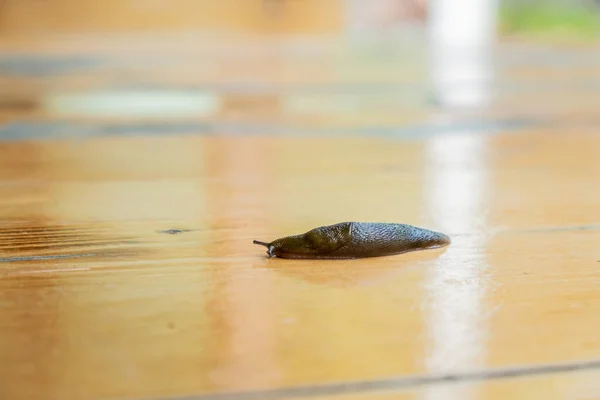 Kahverengi Sümüklü Böcek Midye Sınıfı Gastropodlar Salyangoz Kabuğu Olmayan Bir — Stok fotoğraf