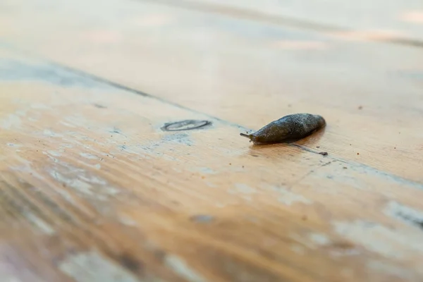 Kahverengi Sümüklü Böcek Midye Sınıfı Gastropodlar Salyangoz Kabuğu Olmayan Bir — Stok fotoğraf