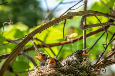  Sinek avcıları yuvada. Yavruların yavruları yavaş yavaş tüylerle kaplanır. Çocuklar ebeveynlerinin yemek yemesini bekliyorlar. Bir ev, dal yuvası, yosun, sarmaşıktaki kuşlar için tüyler..