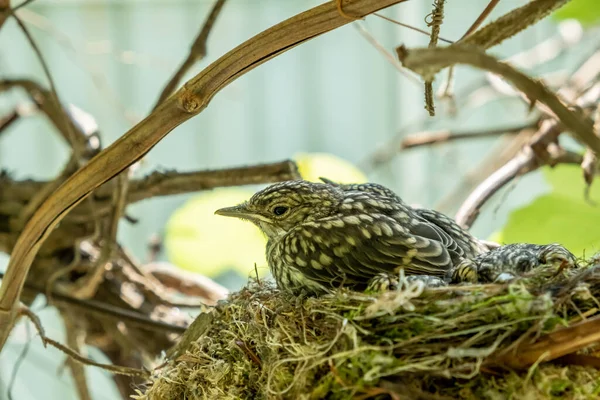 Fliegenfänger Küken Nest Eine Brut Von Küken Wird Allmählich Mit — Stockfoto