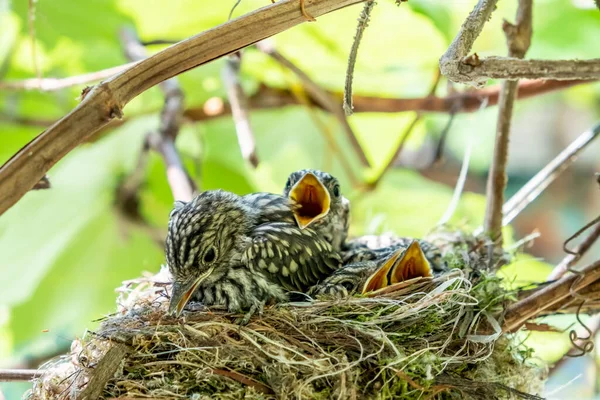 Moucherolles Poussins Dans Nid Une Couvée Poussins Est Progressivement Recouverte — Photo