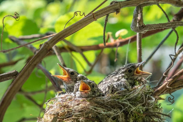 Moucherolles Poussins Dans Nid Une Couvée Poussins Est Progressivement Recouverte — Photo