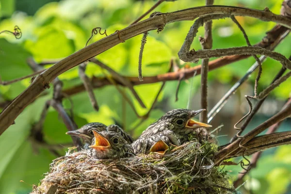 둥지에 날아다니는 사냥꾼들 새끼를 낳습니다 새끼들의 무리는 깃털로 뒤덮여 있습니다 — 스톡 사진