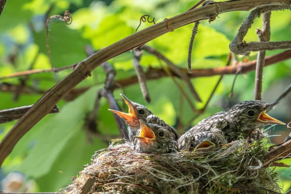 巣の中で幼鳥の雛 雛の群れは徐々に羽で覆われている 子供たちは両親が食べるのを待っている 小枝の巣 つるの鳥の羽 ストック画像