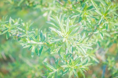 Bitkilerin yeşil tonlarından gelen bir arka plan. Pastel renklerde duvar kağıdı.