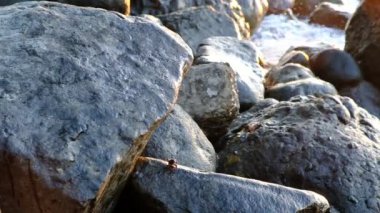 Dalgalar kıyıya vuruyor. Su kenarında taş kayalar var. Dalgalardan püskürt. Yengeçler güneşin tadını çıkarırlar. Karadeniz, gündüz, bulutlu, Gürcistan.