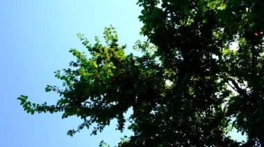 Ağaç dalında olgun erik meyveleri. Kiraz eriği güneşte olgunlaşır. Yenilebilir meyveler. İyi günler. Güneşli. Georgia.