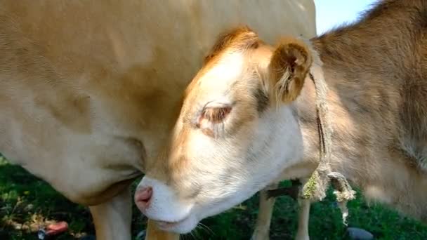 Portrait Une Vache Dans Pâturage Tête Animal Près Des Mouches — Video