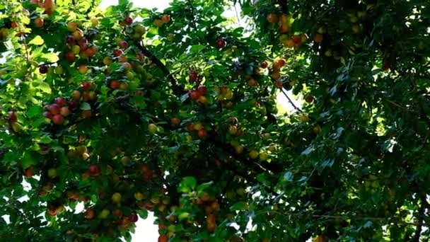 Дозрілі Сливові Ягоди Гілці Дерева Сонці Дозріває Червона Слива Їстівні — стокове відео