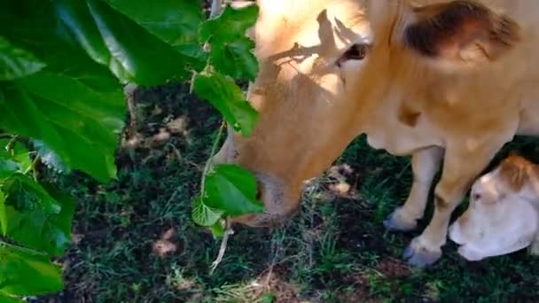 Retrato Uma Vaca Pasto Cabeça Animal Perto Moscas Sentam Seus — Vídeo de Stock