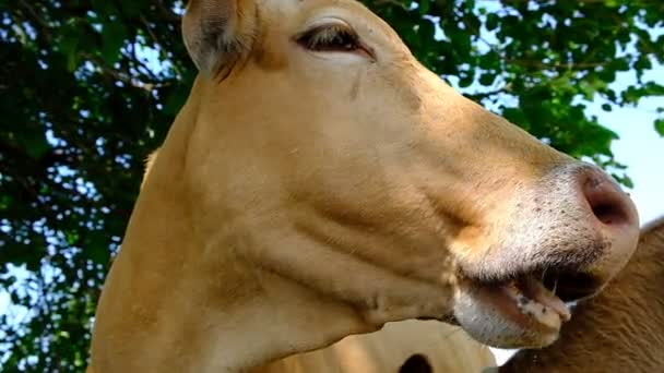 Retrato Una Vaca Pasto Cabeza Animal Cerca Las Moscas Sientan — Vídeo de stock