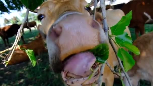 Retrato Una Vaca Pasto Cabeza Animal Cerca Las Moscas Sientan — Vídeos de Stock