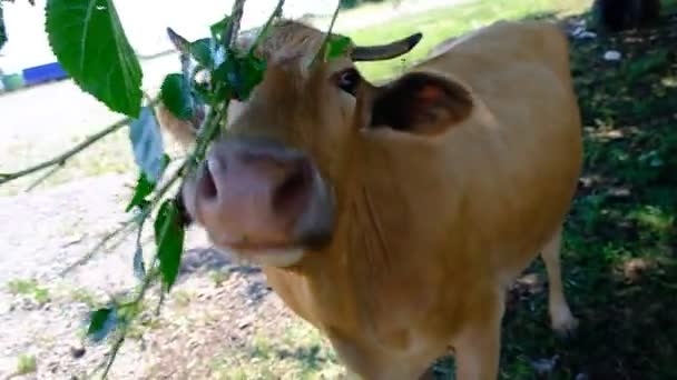 Retrato Uma Vaca Pasto Cabeça Animal Perto Moscas Sentam Seus — Vídeo de Stock