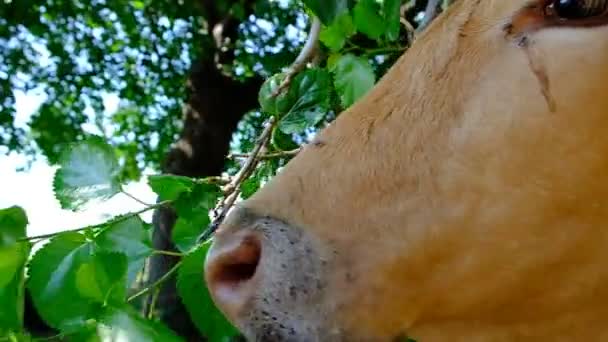 Portrait d'une vache dans le pâturage. Tête d'animal près. Des mouches s'assoient sur leur visage et mordent une vache. Étiquette auriculaire sur les vaccins antirabiques. La vache mange des feuilles vertes et bouge ses mâchoires avec de grandes lèvres et des dents. Journée ensoleillée. Géorgie.