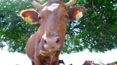 Otlaktaki bir ineğin portresi. Hayvan kafası yakın çekim. Sinekler yüzlerine oturur ve bir ineği ısırırlar. Kuduz aşısı için kulaklık. İnek yeşil yaprakları yer ve çenesini büyük dudaklar ve dişlerle hareket ettirir. Güneşli bir gün. Georgia.