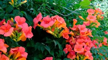 Bitkiler ve çiçeklerin soyut arkaplanı. Pastel duvar kağıdı.