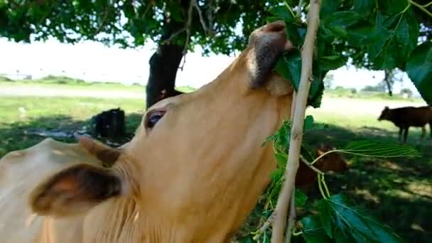 Portrait d'une vache dans le pâturage. Tête d'animal près. Des mouches s'assoient sur leur visage et mordent une vache. Étiquette auriculaire sur les vaccins antirabiques. La vache mange des feuilles vertes et bouge ses mâchoires avec de grandes lèvres et des dents. Journée ensoleillée. Géorgie.