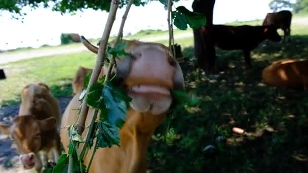 Portrait d'une vache dans le pâturage. Tête d'animal près. Des mouches s'assoient sur leur visage et mordent une vache. Étiquette auriculaire sur les vaccins antirabiques. La vache mange des feuilles vertes et bouge ses mâchoires avec de grandes lèvres et des dents. Journée ensoleillée. Géorgie.