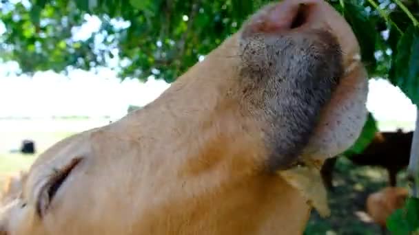 Πορτραίτο Αγελάδας Στο Λιβάδι Κοντινό Κεφάλι Ζώου Μύγες Κάθονται Στα — Αρχείο Βίντεο