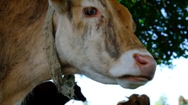 牧草地に牛の肖像画 動物の頭を閉じてください ハエは顔に座り 牛を噛む 狂犬病予防接種の耳タグ 牛は緑の葉を食べ 大きな唇と歯で顎を動かします 晴れた日 ジョージア — ストック動画