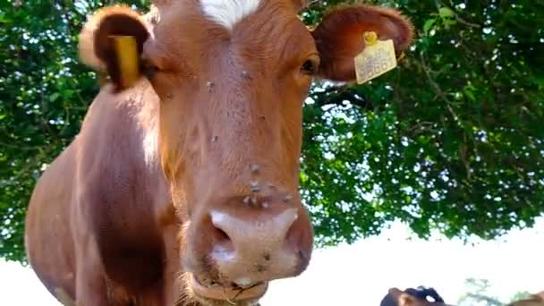 牧场里奶牛的画像 动物把头靠得紧紧的 苍蝇坐在他们的脸上咬着牛 耳朵贴上狂犬病疫苗 奶牛吃绿叶 大唇大牙地移动着它的下颚 阳光灿烂的日子 格鲁吉亚 — 图库视频影像