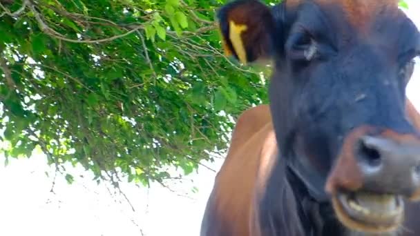 Retrato Uma Vaca Pasto Cabeça Animal Perto Moscas Sentam Seus — Vídeo de Stock