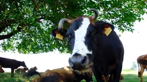 Portret Krowy Pastwisku Głowa Zwierzęcia Bliska Muchy Siedzą Twarzach Gryzą — Wideo stockowe