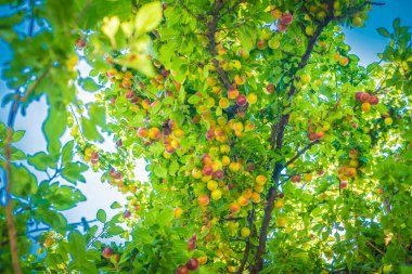 Bitkiler ve çiçeklerin soyut arkaplanı. Pastel duvar kağıdı.