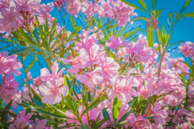 Bitkiler ve çiçeklerin soyut arkaplanı. Pastel duvar kağıdı.