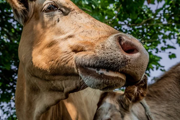 Portrait Cow Pasture Animal Head Close Flies Sit Faces Bite — Stock Photo, Image