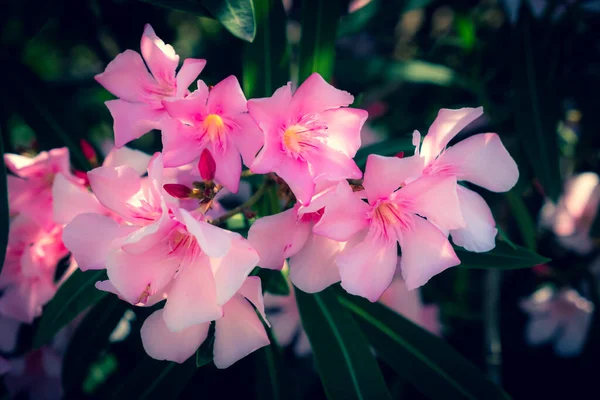 Fond Abstrait Plantes Fleurs Papier Peint Pastel — Photo