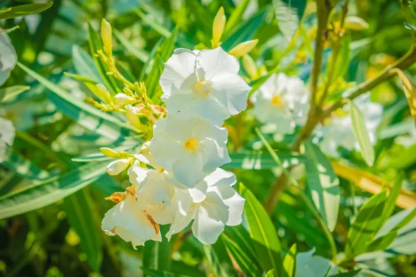 Sfondo Astratto Piante Fiori Carta Parati Pastello — Foto Stock