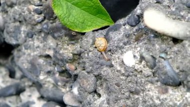 Dağ salyangozu taş duvarda sürünür. Yumuşakçalar bir yerde toplandı. İyi günler. Georgia.