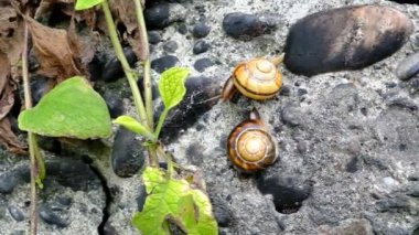 Dağ salyangozu taş duvarda sürünür. Yumuşakçalar bir yerde toplandı. İyi günler. Georgia.