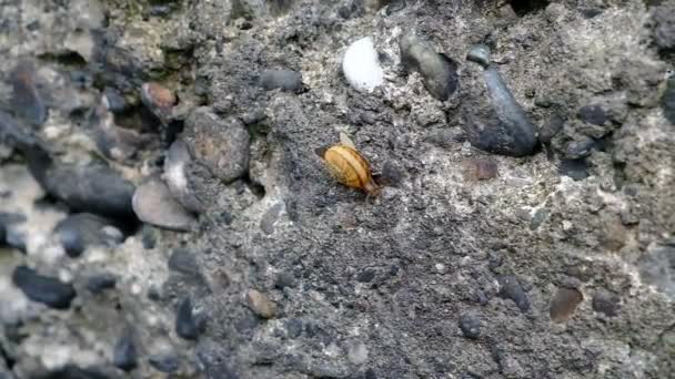 Caracol Montanha Rasteja Numa Parede Pedra Moluscos Reuniram Num Lugar — Vídeo de Stock