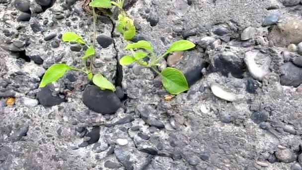 Caracol Montaña Arrastra Una Pared Piedra Moluscos Reunidos Solo Lugar — Vídeos de Stock