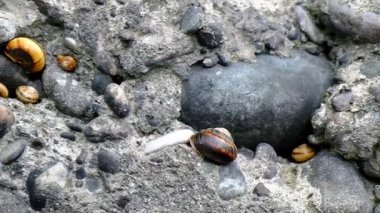 Dağ salyangozu taş duvarda sürünür. Yumuşakçalar bir yerde toplandı. İyi günler. Georgia.