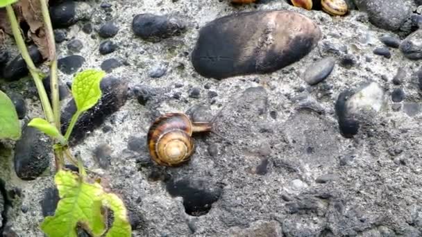 Mountain Snail Creeps Stone Wall Mollusks Gathered One Place Day — Stock Video