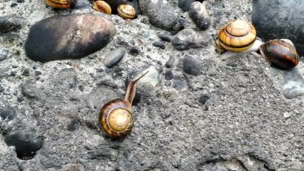 高山蜗牛爬到石墙上 软体动物聚集在一个地方 格鲁吉亚 — 图库视频影像