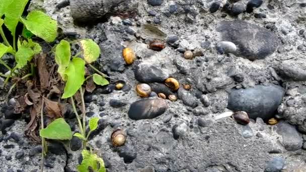 Caracol Montanha Rasteja Numa Parede Pedra Moluscos Reuniram Num Lugar — Vídeo de Stock