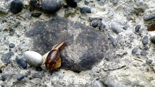 L'escargot de montagne se glisse sur un mur de pierre. Mollusques réunis en un seul endroit. Le jour. Géorgie.
