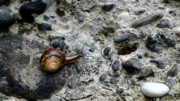山のカタツムリの石の壁に忍び寄る 軟体動物がひとつの場所に集まった ジョージア — ストック動画