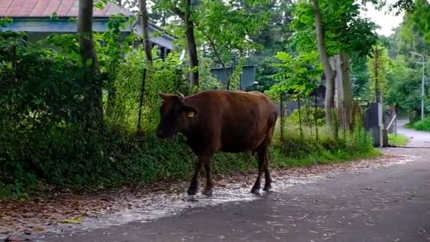 一头棕色的母牛沿着村庄的街道走着回家 牛犊在放牧之后又回到了畜栏 格鲁吉亚 — 图库视频影像