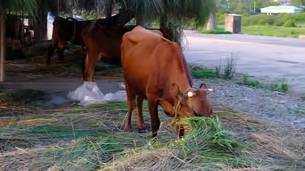 Una Mucca Bruna Che Mangia Erba Una Spiaggia Vicino Mare — Video Stock