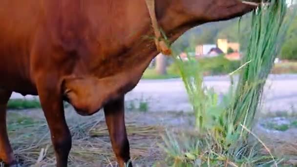 Una Mucca Bruna Che Mangia Erba Una Spiaggia Vicino Mare — Video Stock